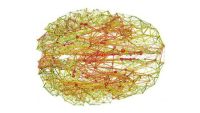 brain net